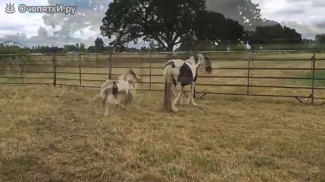 Жеребёнок покоряет свою маму, The colt wins his mom смотреть онлайн