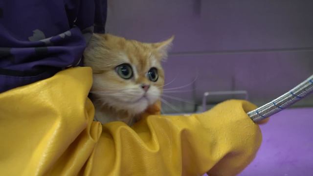 Give me trouble you get the bubble | British Shorthair смотреть онлайн