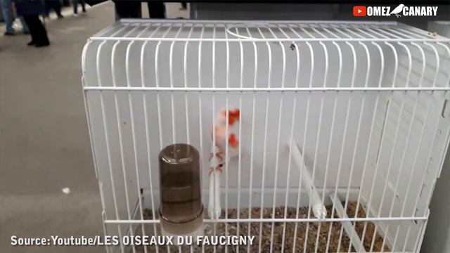 Mengenal 4 JENIS KENARI WARNA yg pernah Viral paling keren смотреть онлайн