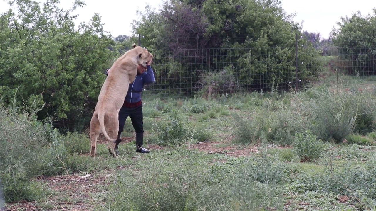 Первое занятие с львицей Ушей после 8 месяцев перерыва
