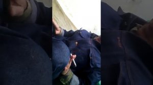 сиповка,королек,мышиный глаз