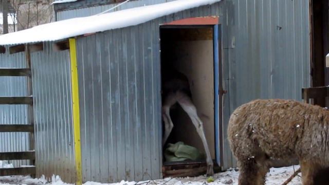 Копытные смотреть онлайн