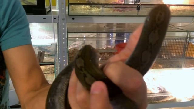 Сетчатый питон морфы Super Dwarf Motley смотреть онлайн