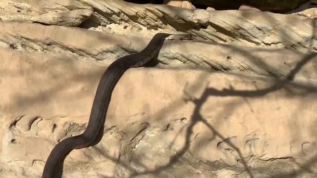 Крупная Гюрза (Macrovipera lebetina). 19 марта 2023. Дагестан смотреть онлайн