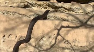 Крупная Гюрза (Macrovipera lebetina). 19 марта 2023. Дагестан