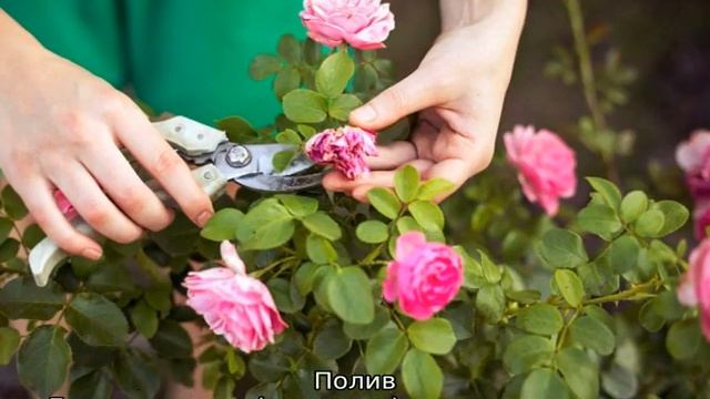 Почему у розы сохнут бутоны не распустившись смотреть онлайн