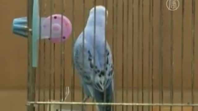 Найденный попугай назвал полиции свой адрес смотреть онлайн