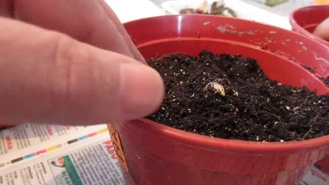 Гиснериевые Посадка глоксиний и ахименесов смотреть онлайн