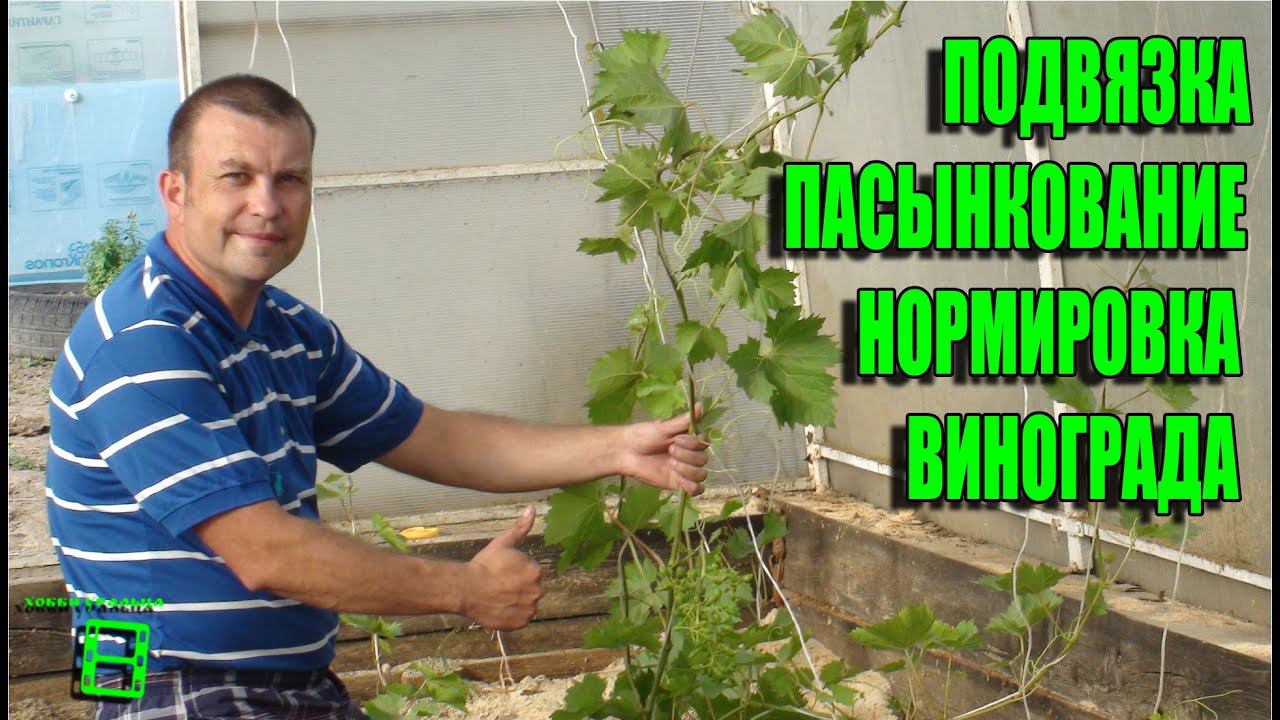 ПОДВЯЗКА, НОРМИРОВКА И ПАСЫНКОВАНИЕ ВИНОГРАДНОГО КУСТА. СЕВЕРНЫЙ ВИНОГРАДНИК С "0". смотреть онлайн
