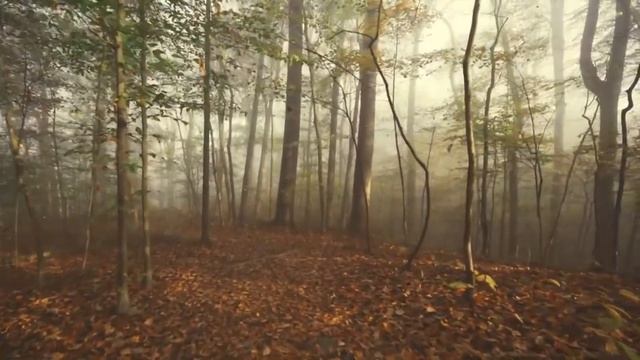 Стихотворение "Беззвёздная ночь" - Соавтор. Современная поэзия. смотреть онлайн
