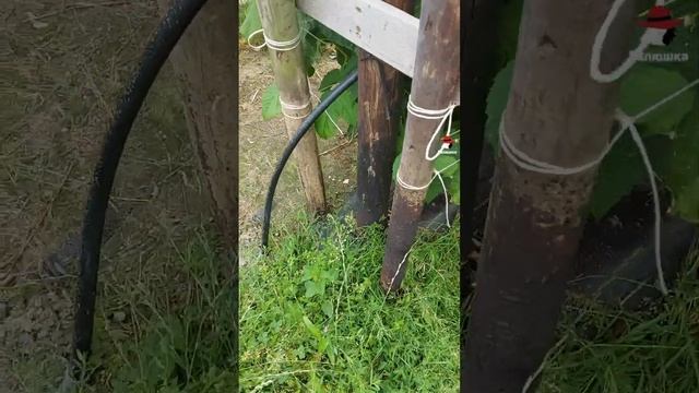 ТЕХНОЛОГИЯ ПОЛИВА В ГЕРМАНИИ МАЛИНЫ #shorts смотреть онлайн