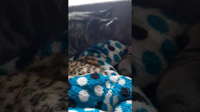 Ясли.....Малыши Мопса....🍼🐕 смотреть онлайн