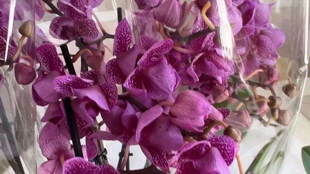 Мне пришли три посылки с орхидеями... Интрига, Змеиная Кожа, Принцесса, Красный Лебедь, Биг липы .. смотреть онлайн