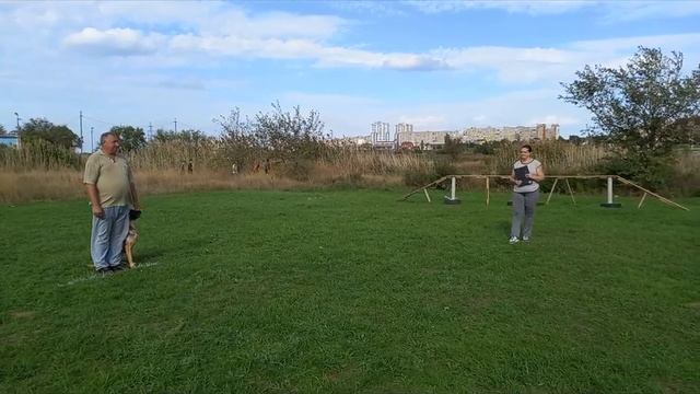 Сдача ОКД 2022 Немецкая овчарка смотреть онлайн