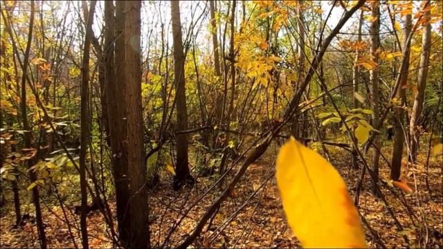 Пачка сигарет (Cover of Цой) смотреть онлайн