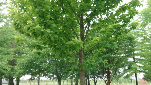 Cucumber Tree 🥒 🎄 смотреть онлайн