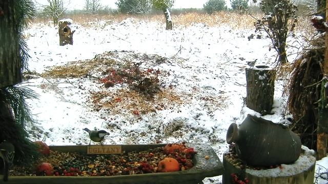 Синицы и голос снегирей - 10 января 2021 смотреть онлайн