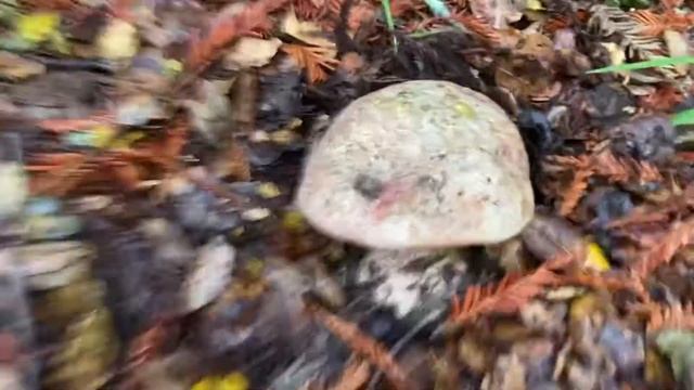 Satans bolete . Poisonous bolete. смотреть онлайн