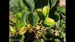 ПОЧЕМУ КУСТЫ КЛУБНИКИ КАРЛИКОВЫЕ  И НЕ РАСТУТ  .