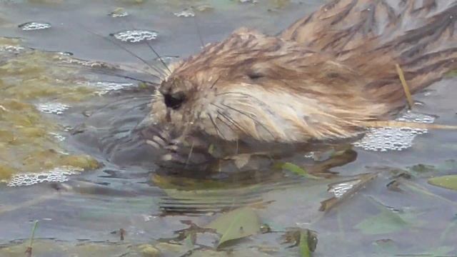 Забавные Моменты с Пушистыми Парнями