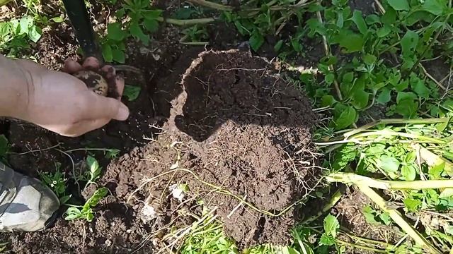 Картофель синеглазка пробуем копать. Молодая картошка. смотреть онлайн