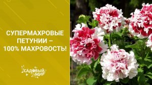 Супермахровые петунии – 100% махровость! Супер семена!