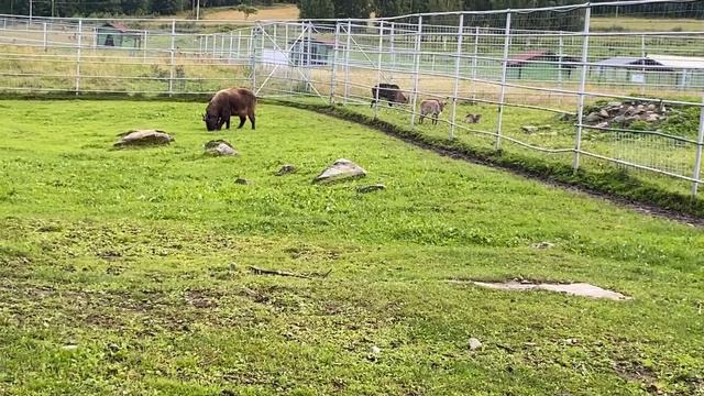 #Карелия #красотыКарелии #зоопарк КАРЕЛЬСКИЙ ЗООПАРК ЧЁРНЫЙ КАМНИ!ХОР ОЛЕНЕЙ!!! смотреть онлайн