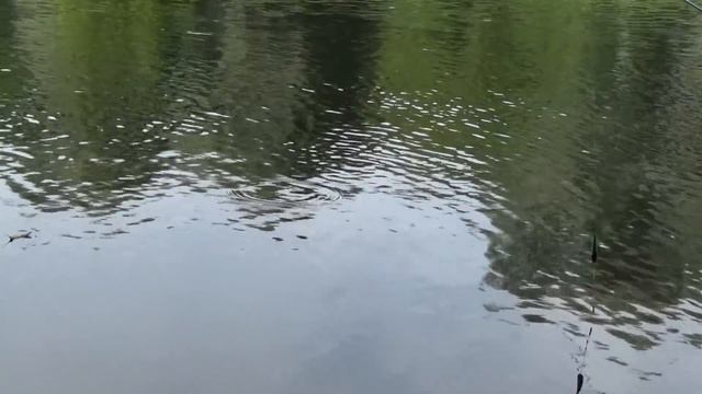 Карась, Полудонка на реке, много поклевок, много рыбы смотреть онлайн