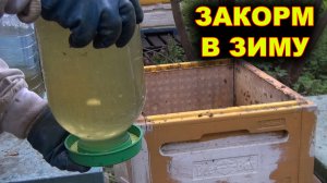 Закармливаю пчёл в зиму.
