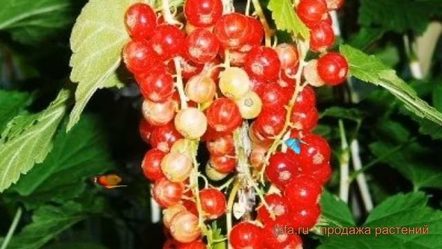 Смородина красная Валентиновка (ribes rubrum) ? обзор: как сажать, саженцы смородины Валентиновка смотреть онлайн
