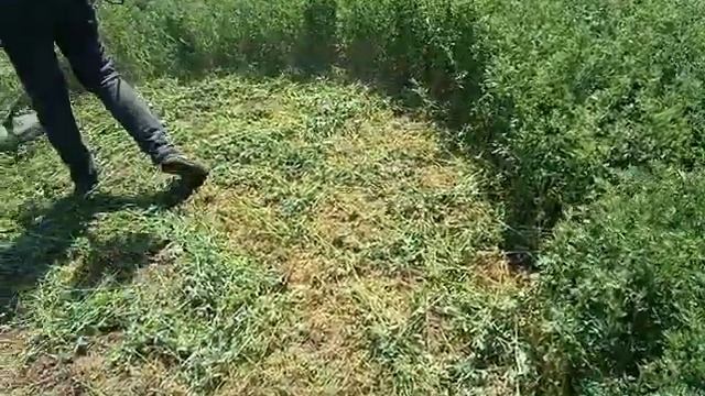 Косим люцерну тримером. смотреть онлайн