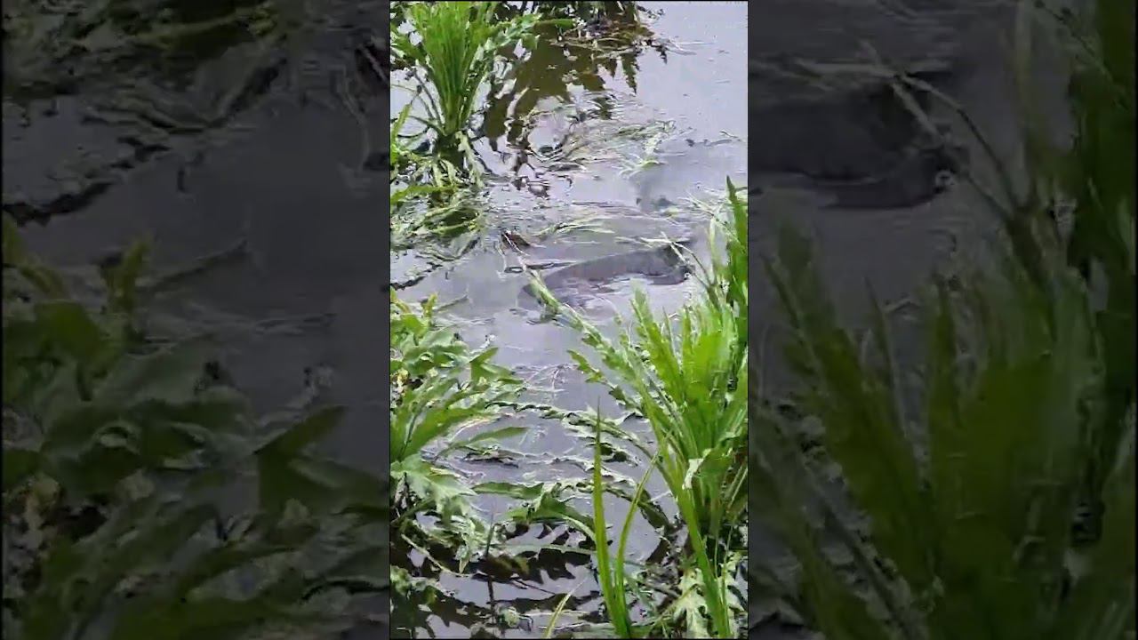 Карп идет на нерест смотреть онлайн