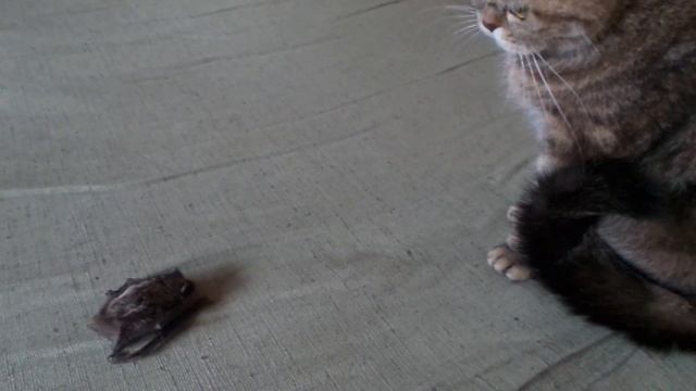 Настоящая летучая мышь... смотреть онлайн