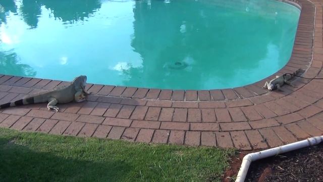 Iguanas together in garden смотреть онлайн