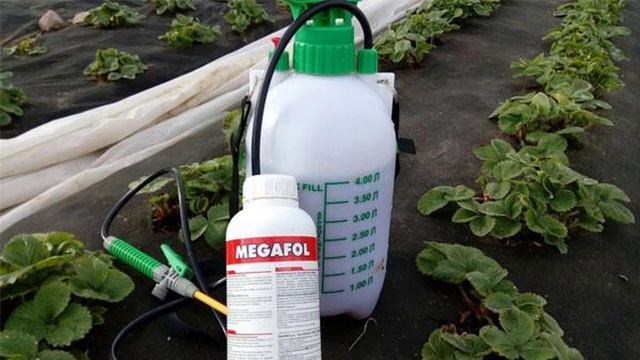 Обработка клубники весной от болезней и вредителей смотреть онлайн