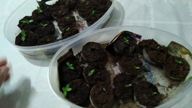 ЭУСТОМЕ 1месяц. Что дальше?! ?❣️ЛЕРИН САД ?? смотреть онлайн