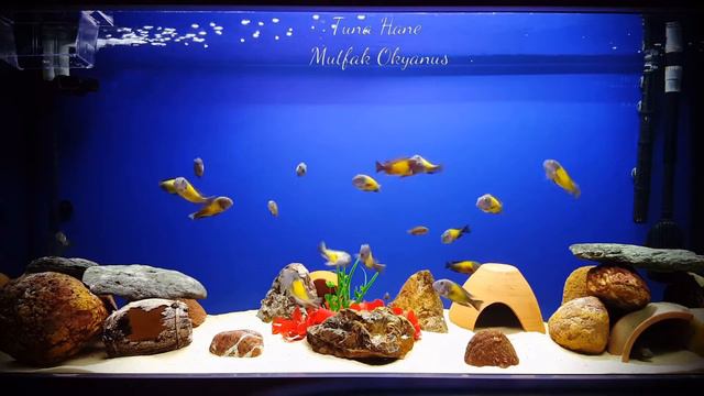 Tuna Hane Mutfak Okyanus _ Huzur Veren Akvaryum  Maher Zain & Mustafa Ceceli O Sensin Ki