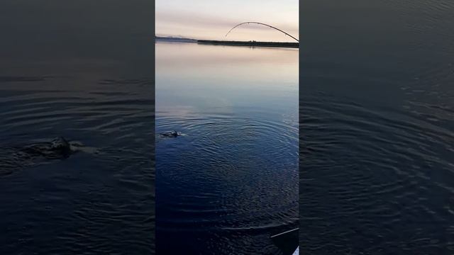 Ловля толстолобика. смотреть онлайн
