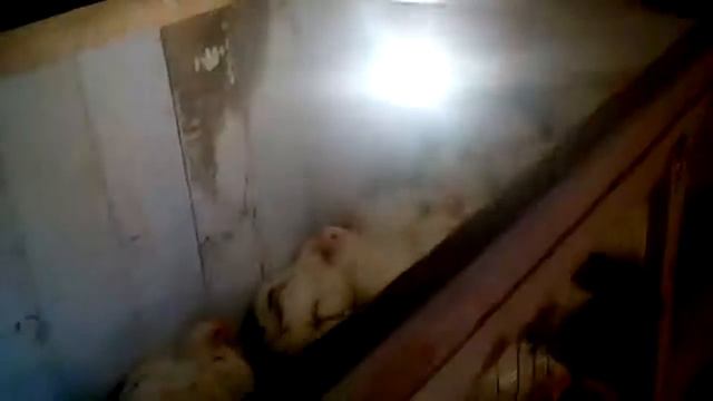 "Домик "для цыплят бройлеров смотреть онлайн