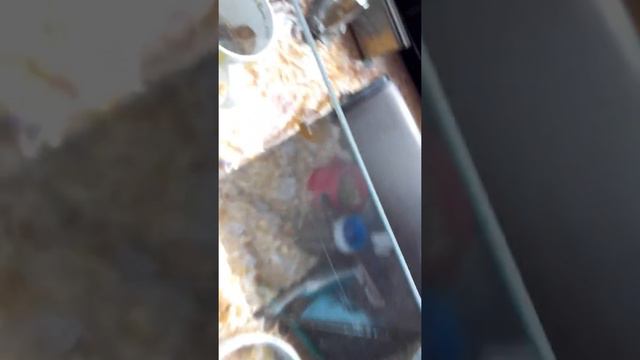 Хомяки смотреть онлайн