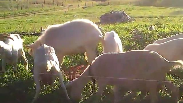 Ферма Самсонкина Роминта, Калининградской области смотреть онлайн