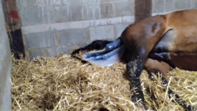 Gaomi giving birth to Ubuntu смотреть онлайн