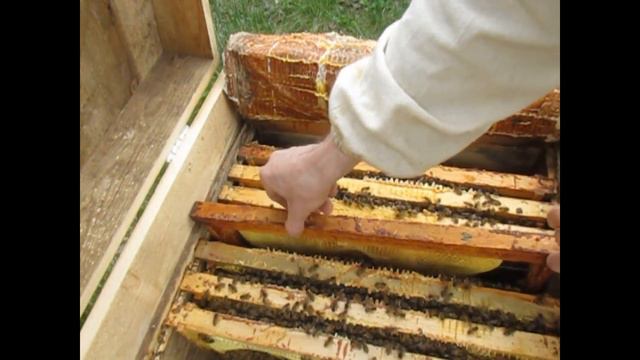 На пчёл напали смотреть онлайн