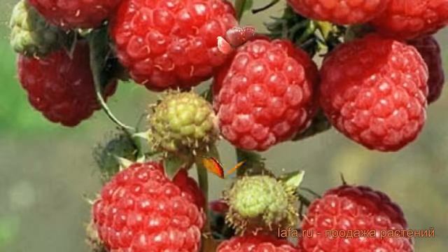 Малина традиционная Канадская ? обзор: как сажать, саженцы малины Канадская смотреть онлайн