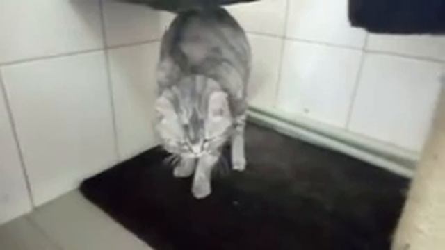 Я - кошка. Жду тебя, мой друг. Выпуск 12 смотреть онлайн