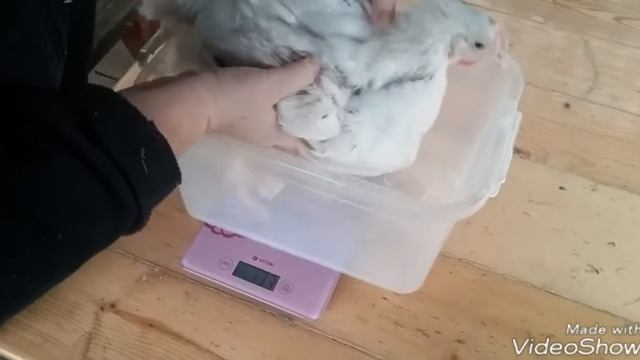 Бройлеры КОбб 500 в 5 недель.35-36дней. смотреть онлайн