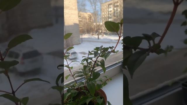 Зимовка фуксий. смотреть онлайн