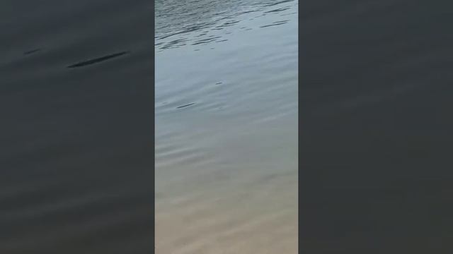 Редкие кадры:Труп неделю разлагался в воде смотреть онлайн