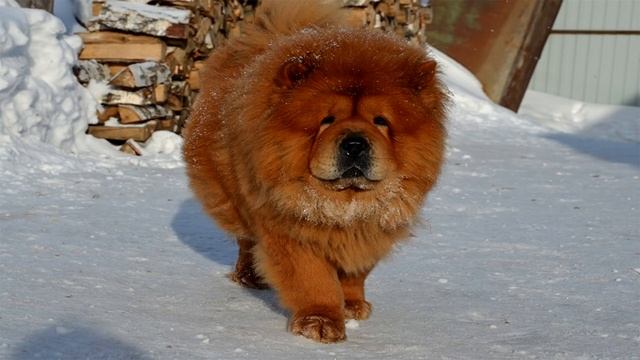 Топ-10 самых дорогих собак в мире! смотреть онлайн