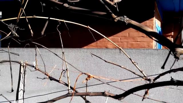 Когда обрезать неукрывной виноград в зоне рыскованого виноградорства. смотреть онлайн